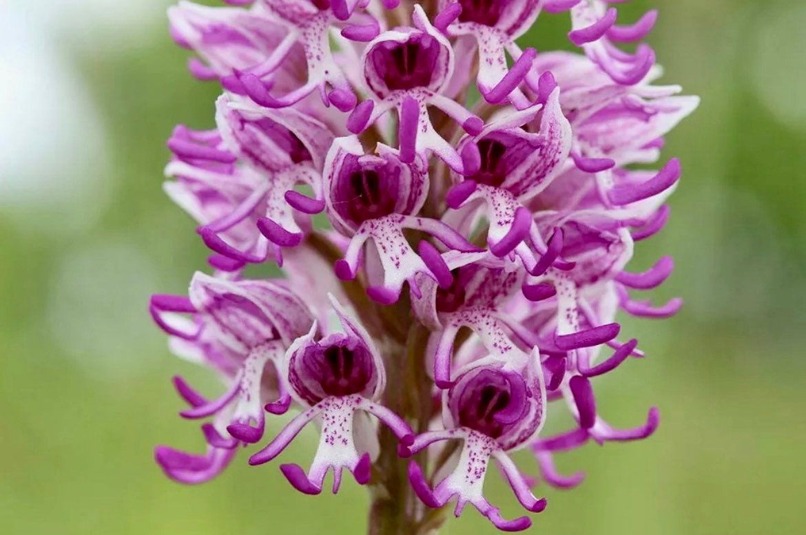 hanging purple man plant Naked Man Orchid Seeds ~ Orchis Italica ~ Italian Orchid ~ Usual Flowe – Your Plant Bitch