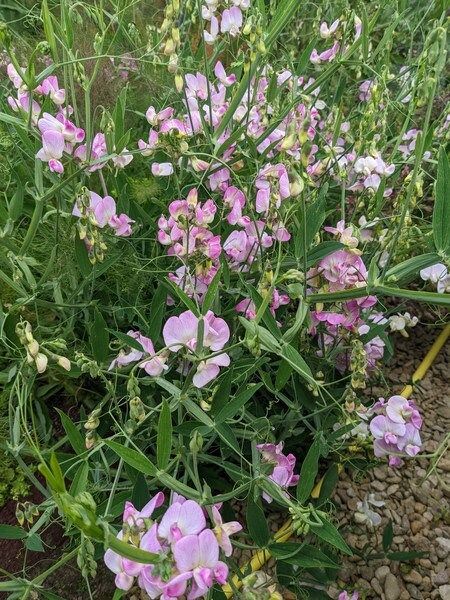 Lathyrus Chilensis Seeds ~ Rare ~ Rare Plants ~ Grow Your Own ~ Spring Flowers ~ Instead of Flowers ~ Presents