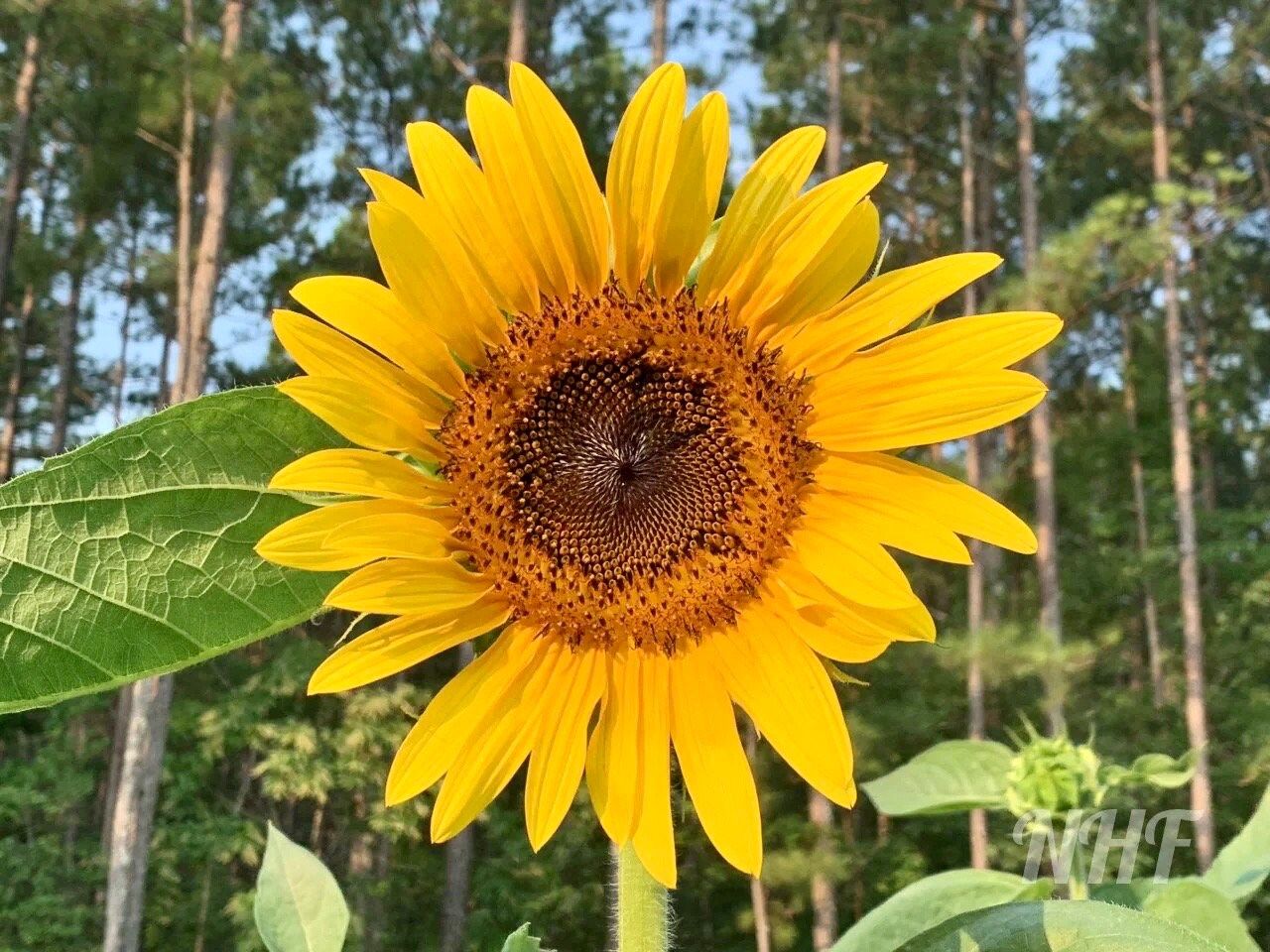 Giant ‘Sunzilla’ Sunflower Seeds ~ Helianthus Annuus ~ Pretty Flowers ~ Garden ~ Fall ~ Heirloom Seeds ~ Autumn ~ Huge