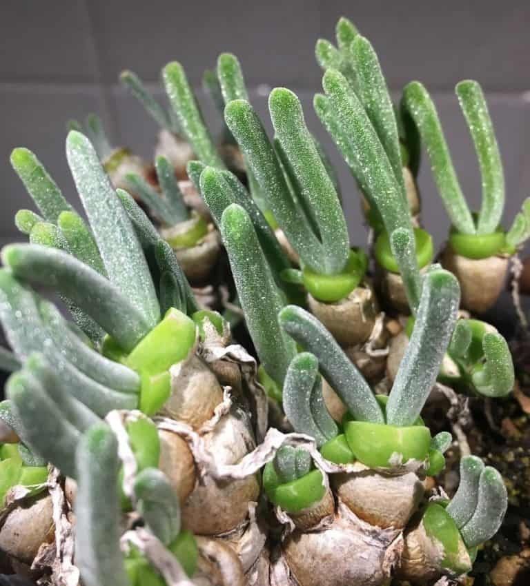 Monilaria Moniliformis Seeds ~ Bunny Succulents ~ Monilaria Obconica ~ Easter ~ Cool Plants ~ Easy Care