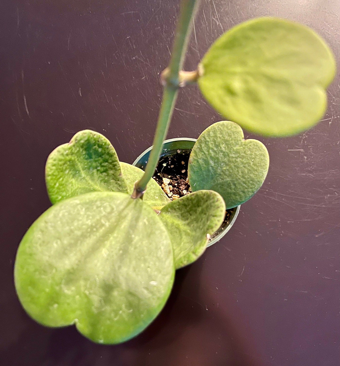 Hoya Kerrii ~ Hoya Hearts ~ Hoya ~ Sweetheart Hoya ~ Heart-Shaped Hoya ~ Wax Heart Plant ~ Love Heart Plant ~ Lucky Hearts Plant