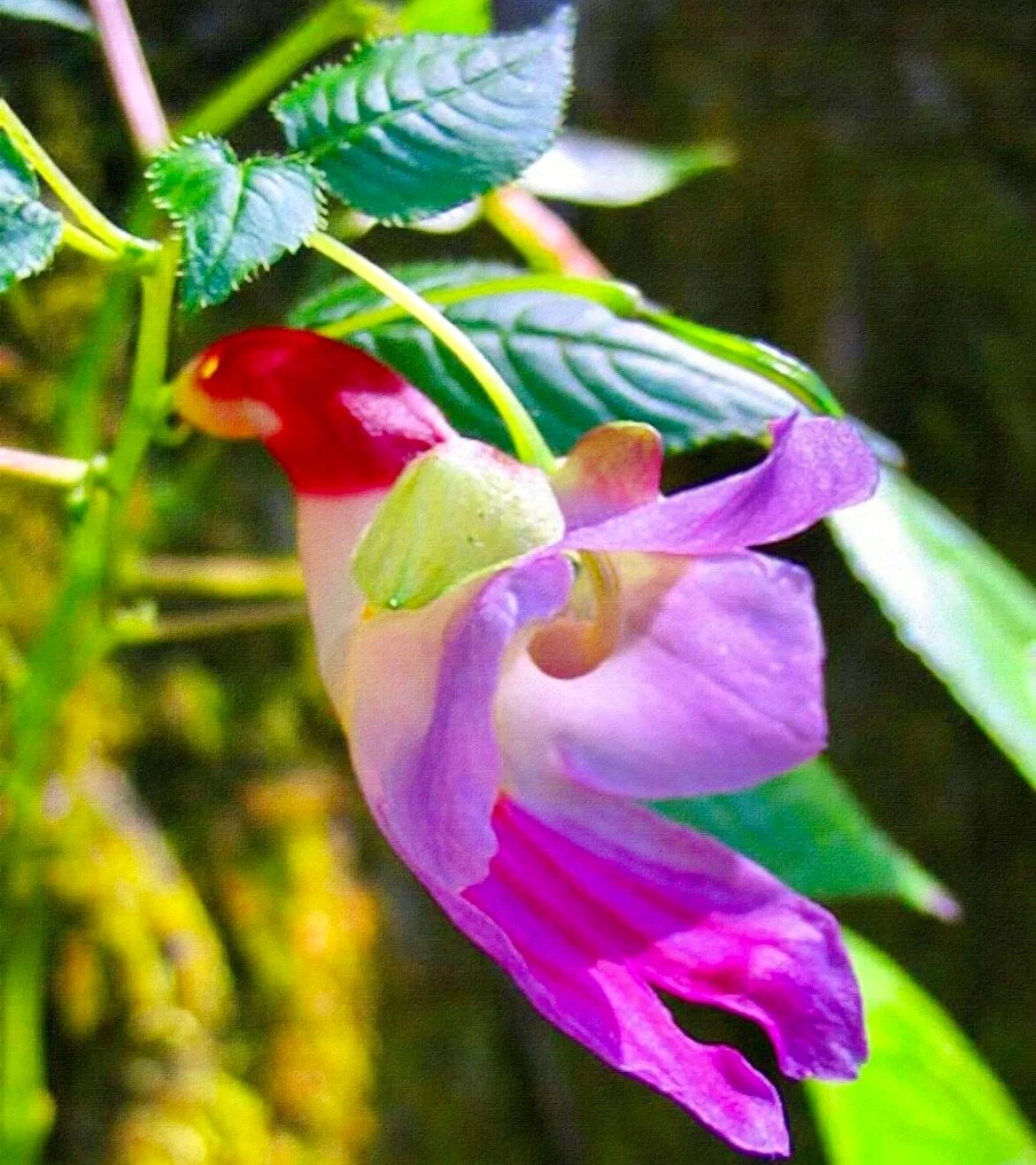 Rare Parrot Flower Seeds ~ Impatiens Psittacina ~ Usual Flowers ~ Exotic Flower ~ Bird Lovers ~ Flowers ~ Indoor Plant