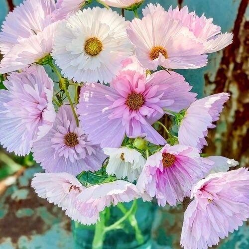 Cosmos Cupcake Blush Seeds ~ Cosmos ~ Cool Flowers ~ Grow Your Own ~ Butterflies ~ Bees ~ Annual ~ Summer ~ Spring ~ Bouquets