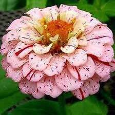 Zinnia “Peppermint Stick” Seeds ~ Holiday ~ Plants ~ Garden ~ Grow Your Own ~