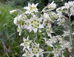 Zigadenus Elegans Seeds ~ Anticlea Elegans ~ Plants ~ Garden ~ Grow Your Own ~ Spring Flowers ~ Instead of Flowers