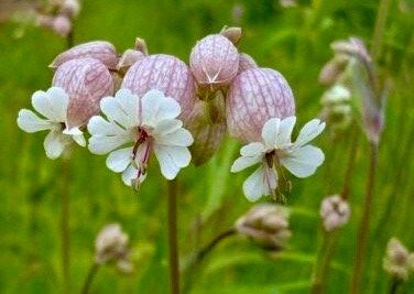 Wild Maidenstears Seeds ~ Bladder Campion ~ Silene Vulgaris ~ Silene Inflata ~ Unique ~ Pretty