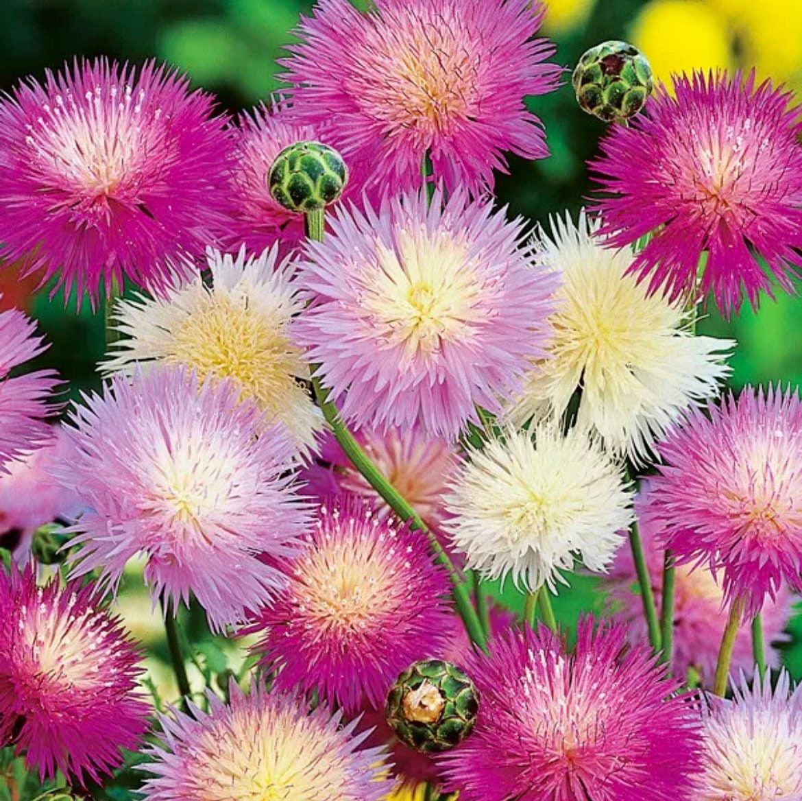 Sweet Sultan Flower Seeds ~ Annual  Flowers ~ Spring Time ~ Gardener ~ Gardens ~ Fresh Cut Flowers ~ Bouquet