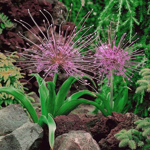 Allium Schubertii Seeds ~ Plants ~ Garden ~ Grow Your Own ~ Spring Flowers ~ Instead of Flowers ~ Presents