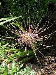 Allium Schubertii Seeds ~ Plants ~ Garden ~ Grow Your Own ~ Spring Flowers ~ Instead of Flowers ~ Presents