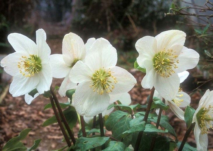 Christmas Rose Seeds ~ Helleborus Niger ~ Plants ~ Garden ~ Grow Your Own ~ Spring Flowers ~ Instead of Flowers ~ Presents