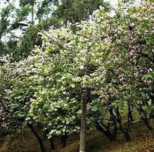 White Orchid Tree Seeds ~ Bauhinia Purpurea ~ Alba ~ Usual Flowers ~ Exotic Flower ~ Fragrant Flowers