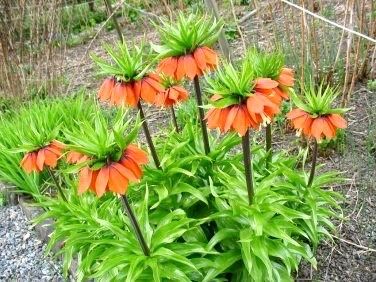 Orange Crown Imperialis Seeds ~ Fritillaria Imperialis ~ Exotic ~ Unique ~ Fun ~ Bees ~ Butterflies ~ Beautiful Flowers ~ Dr Seuss