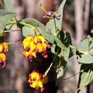 Rare Bookleaf Seeds ~ Daviesia Cordata ~ Grow Your Own ~ Spring Flowers ~ Purple