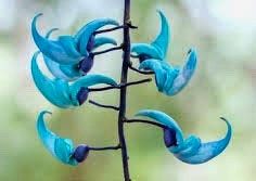 Rare Blue Jade Vine Seeds ~ Mucuna Benettii ~ Mucuna Bennettii ~ Mucuna Warburgii ~ Mucuna Albertisii ~ Mucuna ~ Heirloom ~ Exotic