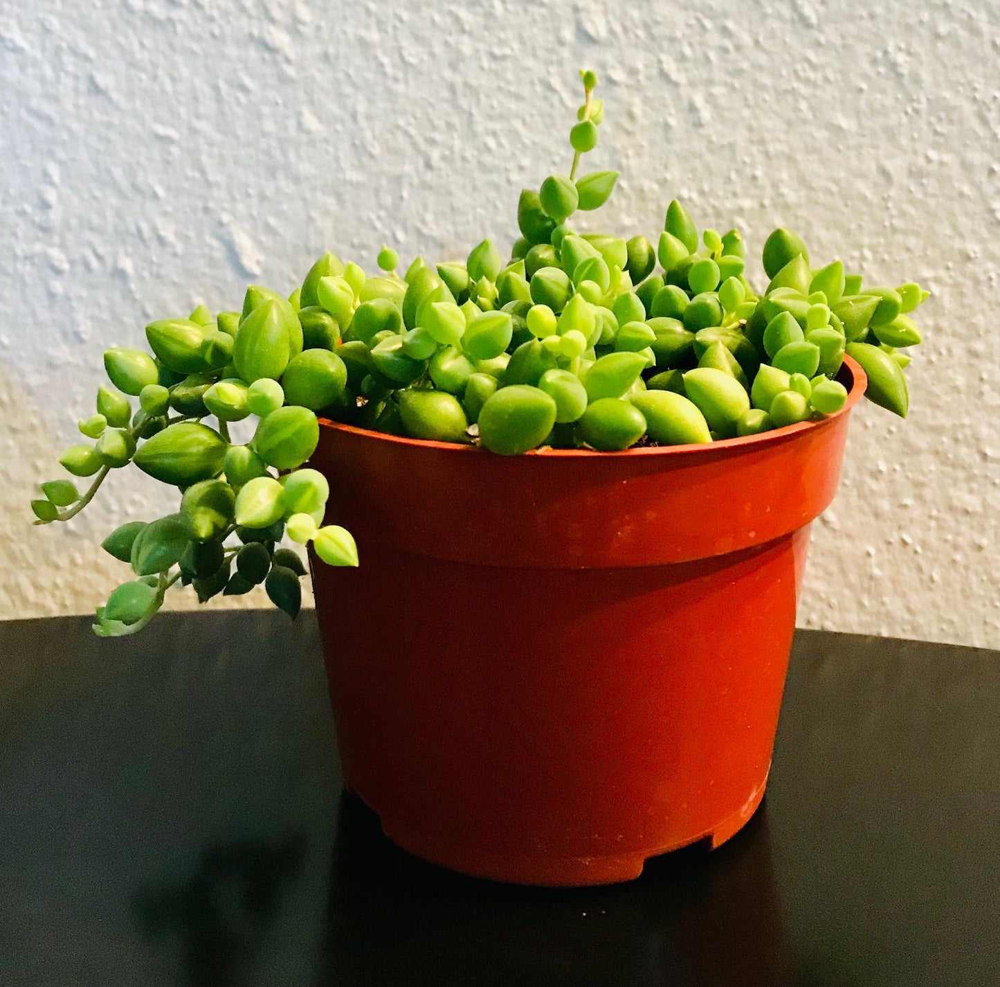 Senecio Herreanus ~ String of Tears ~ Senecio ~ String of Beads ~ String of Tears ~ String of Watermelons, Gooseberry Plant ~ String of Rain