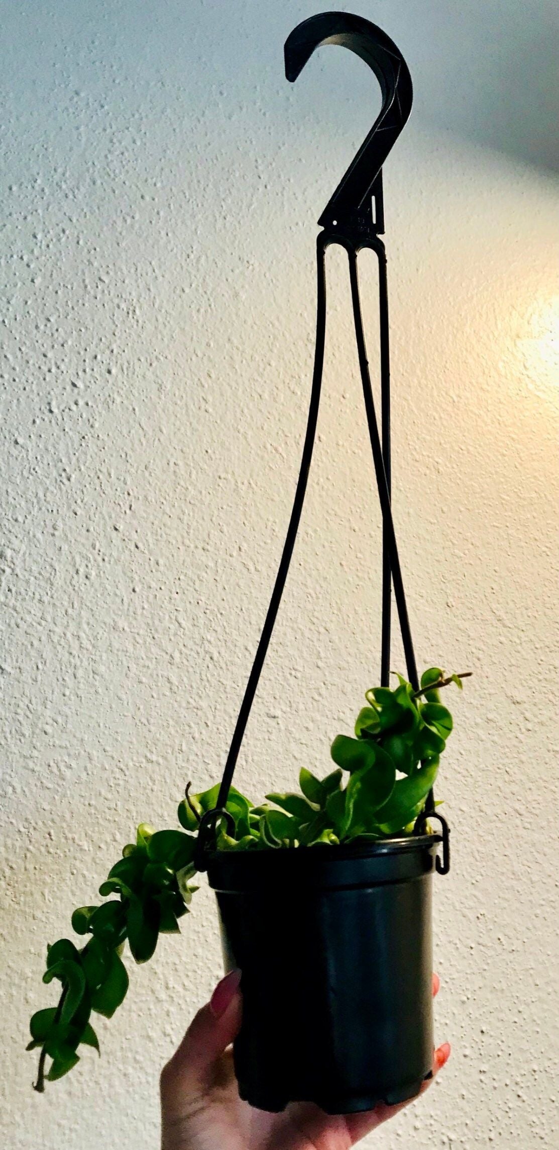 Hoya ~ Hoya Hindu Rope ~ Hoya Carnosa ~ Compacta ~ Krinkle Kurl ~ Porcelain Flower ~ Wax Plant ~ Hanging Houseplant