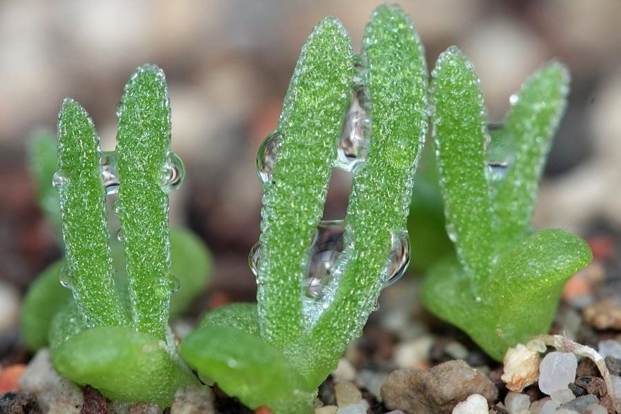 Monilaria Moniliformis Seeds ~ Bunny Succulents ~ Monilaria Obconica ~ Easter ~ Cool Plants ~ Easy Care