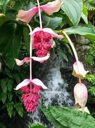 Pink Medinilla Magnifica Seeds ~ Rose Grape ~ Pink Lantern Plant ~ Chandelier Tree ~ Snowy Medinilla ~ Malaysian Orchid