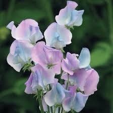 Multi Color Sweet Pea Seeds ~ Plants ~ Garden ~ Grow Your Own ~ Spring Flowers ~ Instead of Flowers ~ Flowers