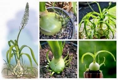 pregnant onion succulent Pregnant Onion Seeds ~ Plants ~ Succulents ~ Unusual ~ Unique ~ Grow Y – Your Plant Bitch