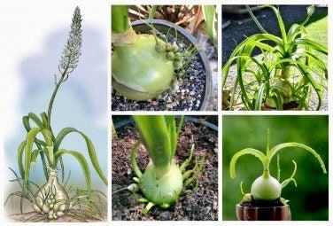 Pregnant Onion Seeds ~ Plants ~ Succulents ~ Unusual ~ Unique ~ Grow Your Own ~ Easy to Care