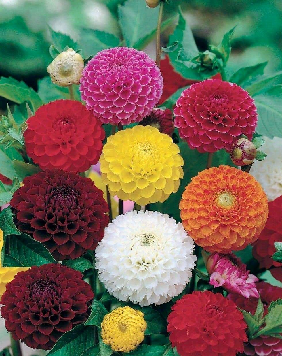 Double Pompon Dahlia Seeds ~ Plants ~ Garden ~ Grow Your Own ~ Spring Flowers ~ Instead of Flowers ~ Flowers