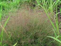 Purple Love Grass Seeds ~ Eragrostis Spectabilis ~ Unusual ~ Garden ~ Dried Flowers ~ Boho ~ Bouquets