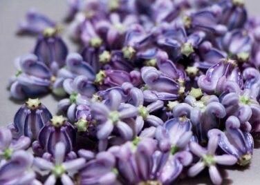 crown flower seeds Rare Crown Flower Milkweed Seeds ~ Crown Flower ~ Calotropis Gigantea – Your Plant Bitch
