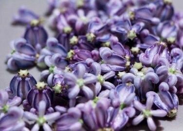 Rare Crown Flower Milkweed Seeds ~ Crown Flower ~ Calotropis Gigantea ~ Exotic ~ Unique ~ Tropical ~ Hawaii ~ Leis