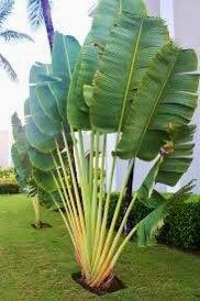 Traveler’s Palm Seeds ~ Ravenala Madagascariensis ~ Unique ~ Rare ~ Palm Tree ~ Exotic ~ Garden ~ Grow Your Own ~ Crop ~ Plant