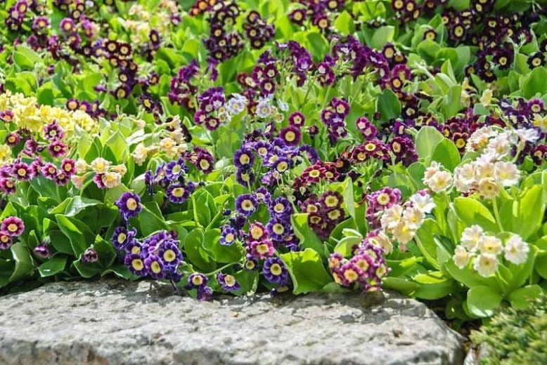 Primula Auricula Seeds ~ Special Mix of Colors ~ Auricula ~ Mountain Cowslip ~ Bear’s Ear ~ Flowers ~ Colorful