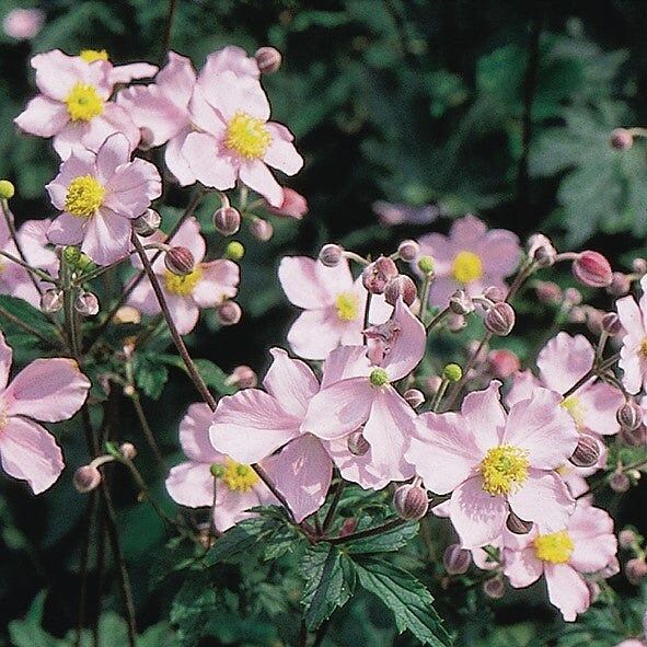 Pink Saucer Anemone Seeds ~ Cool Flowers ~ Rare ~ Wildflowers ~ Heirloom ~ Spring ~ Fresh Cut Flowers ~ Bouquets ~ Grow Flowers ~ Garden