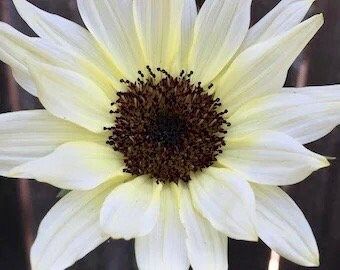 Moonshadow Sunflower Seeds ~ Helianthus Annuus ~ Pretty Flowers ~ Garden ~ Fall ~ Heirloom Seeds ~ Autumn ~ Ornamental Sunflowers