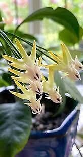 hoya flower seeds Rocket Hoya Seeds ~ Shooting Stars ~ Exotic Flowers ~ Unique Plants ~ – Your Plant Bitch