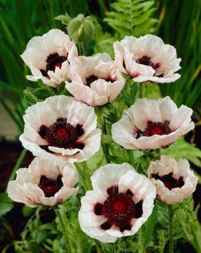 Poppy Checkers Seeds ~ Papaver Orientale Checkers ~ Cool Flowers ~ Unique ~ Heirloom ~ Bouquets ~ Fresh Cut Flowers ~ Cool ~ Neat Flowers