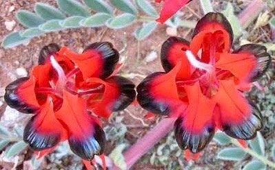 Rare Australian Sturts Desert Pea Seeds ~ Swainsona Formosa~ Plants ~ Garden ~ Exotic ~ Unique ~ Tropical