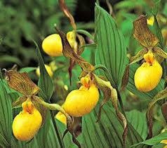 Yellow Lady’s Slipper Orchid Seeds ~ Lady Slipper Orchids ~ Cypripedium Pubescens ~ Unique ~ Cypripedium Parviflorumxotic ~ Exotic