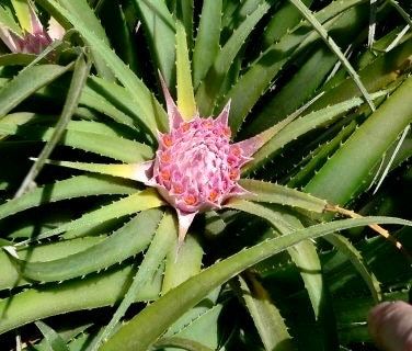 chilean pineapple plant Rare Exotic Pink Chilean Bromeliad Seeds ~ Ochagavia Carnea ~ Tropical – Your Plant Bitch