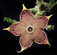 Edithcolea Grandis Seeds ~ Persian Carpet Flower ~ Succulents ~ Cool Plants ~ Easy Care