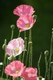 Pink Poppy Seeds ~ Cool Flowers ~ Rare ~ Heirloom