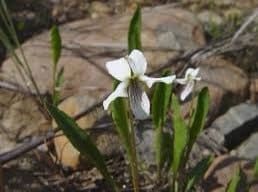 Viola Lanceolata Seeds ~ Lance-Leaved Violet ~ Bog White Violet