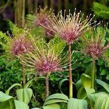 Allium Schubertii Seeds ~ Plants ~ Garden ~ Grow Your Own ~ Spring Flowers ~ Instead of Flowers ~ Presents