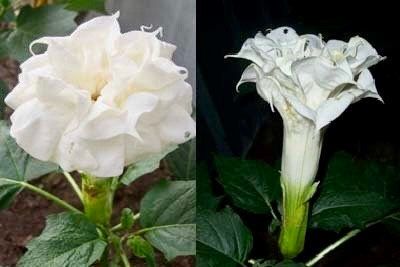 Double Yellow Angel’s Trumpet Seeds ~ Devil’s Trumpet ~ Datura Metel ~ Fresh Seeds ~ Blooms ~ Flowers ~ Instead of Flowers ~ Hummingbirds