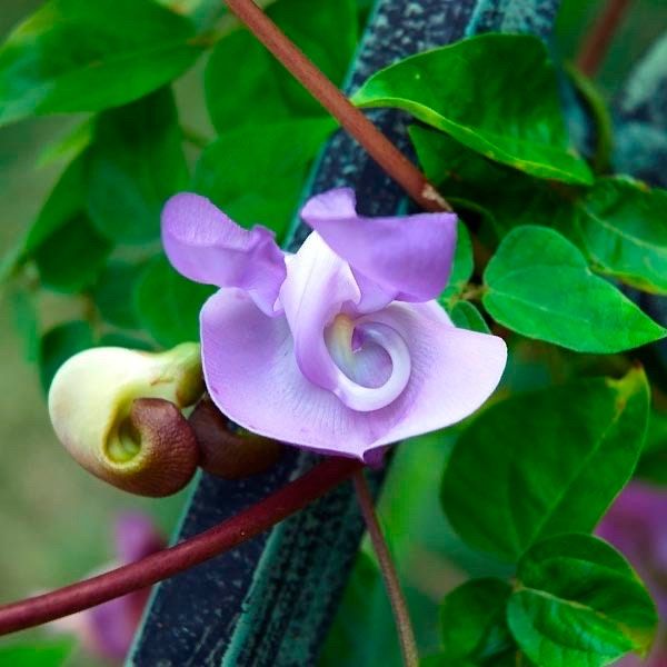 Snail Vine Seeds ~ Vigna Caracalla ~ Fragrant ~ Garden ~ Exotic ~ Unique ~ Tropical