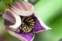 Clematis Fusca Seeds ~ Plants ~ Garden ~ Grow Your Own ~ Spring Flowers ~ Instead of Flowers