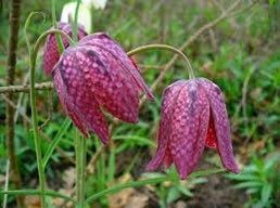 Checker Lily Seeds ~ Fritillaria Affinis Chocolate Mission Bells ~ Flowers ~ Neat Flowers ~ Spring Time ~ Gardens