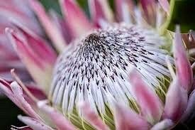 Rare Giant Queen Protea Magnifica Protea Seeds ~ "Woolly Beard" ~ Garden ~ Flower ~ Plant ~ Exotic ~ Tropical ~ Bouquet ~ Flowers