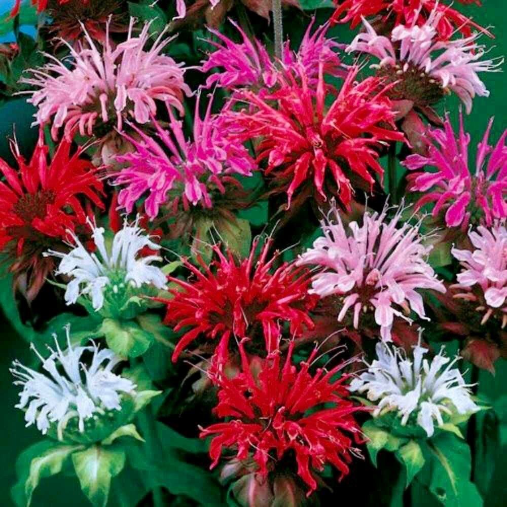 Mixed Bee Balm Seeds ~ Monarda Didyma ~ Bees ~ Spring Time ~ Grow Your Own ~ Spring ~ Flowers