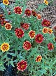 Zinnia “Jazzy Mix” Seeds ~ Flowers ~ Butterflies Love ~ Non-GMO Seeds ~ Cool Flowers ~ Rare