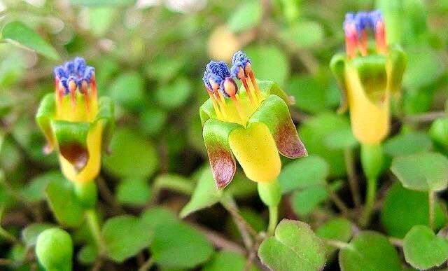 The Creeping Fuchsia Seeds ~ Fuchsia Procumbens ~ Exotic ~ Unique ~ Fun ~ Bees ~ Butterflies ~ Beautiful Flowers